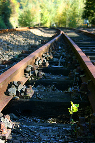 Hagen, Bahngleise Volmetal in Delstern mit Buchenspross (Okt. 2007) Hagen, Bahngleise Volmetal in Delstern mit Buchenspross (Okt. 2007)