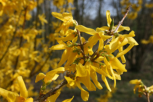 Forsythienblüte (Apr. 2007) Forsythienblüte (Apr. 2007)