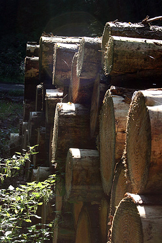 Hagen-Sterbecke, Holzstämme im Gegenlicht (Sep. 2007)