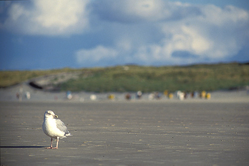 Juist, Möwe am Strand (Sep. 1993)