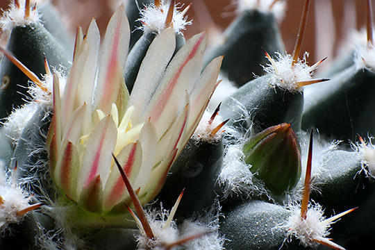 Mammillaria, UKR 55mm (Jun. 2013) Mammillaria, UKR 55mm (Jun. 2013)