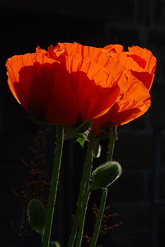 Mohnblüten im Gegenlicht (Jun. 2004)