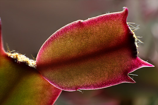 Schlumbergera, UKR 55mm (Jun. 2013) Schlumbergera, UKR 55mm (Jun. 2013)