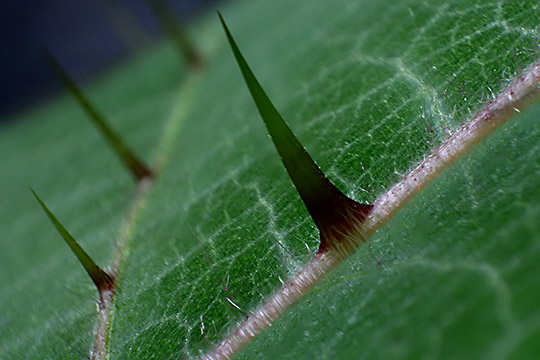 Solanum quitoense (Jurassica-Stachelblatt), 55mm Brennweite (Jun. 2013)