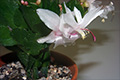 Weihnachtskaktus-Blüte Schlumbergera Thor-Britta (Dez. 2012)